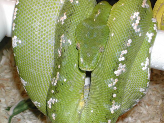 ARU FEMALE