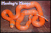 Vanishing Pattern Hypo
