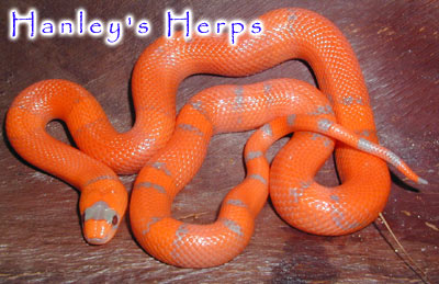 Vanishing Pattern Hypo