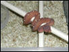 This is a male biak from ophiological services