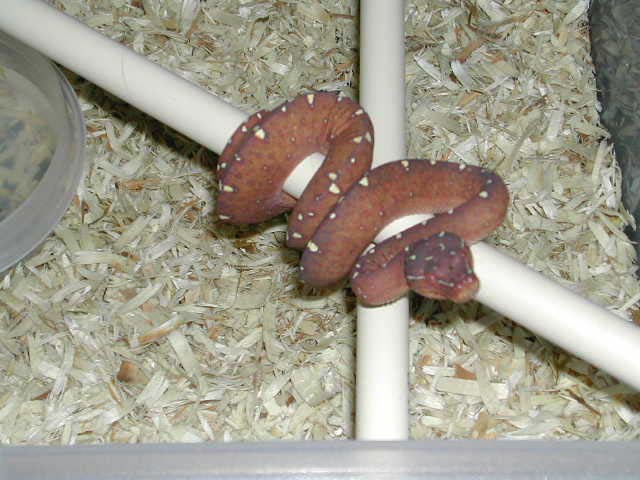 This is a male biak from ophiological services