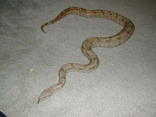 HOGG ISLAND FEMALE