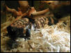 unsexed reticulated gila