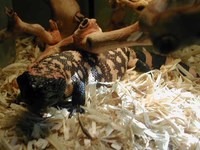 unsexed reticulated gila
