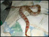 HYPO FEMALE