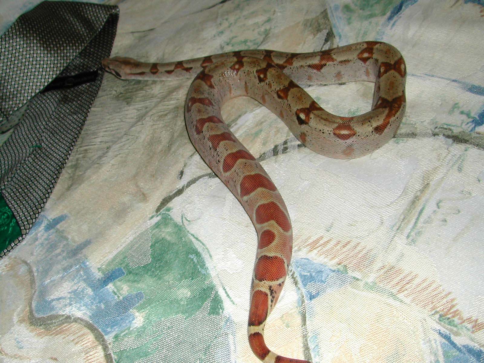 HYPO FEMALE