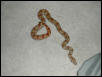 HYPO FEMALE