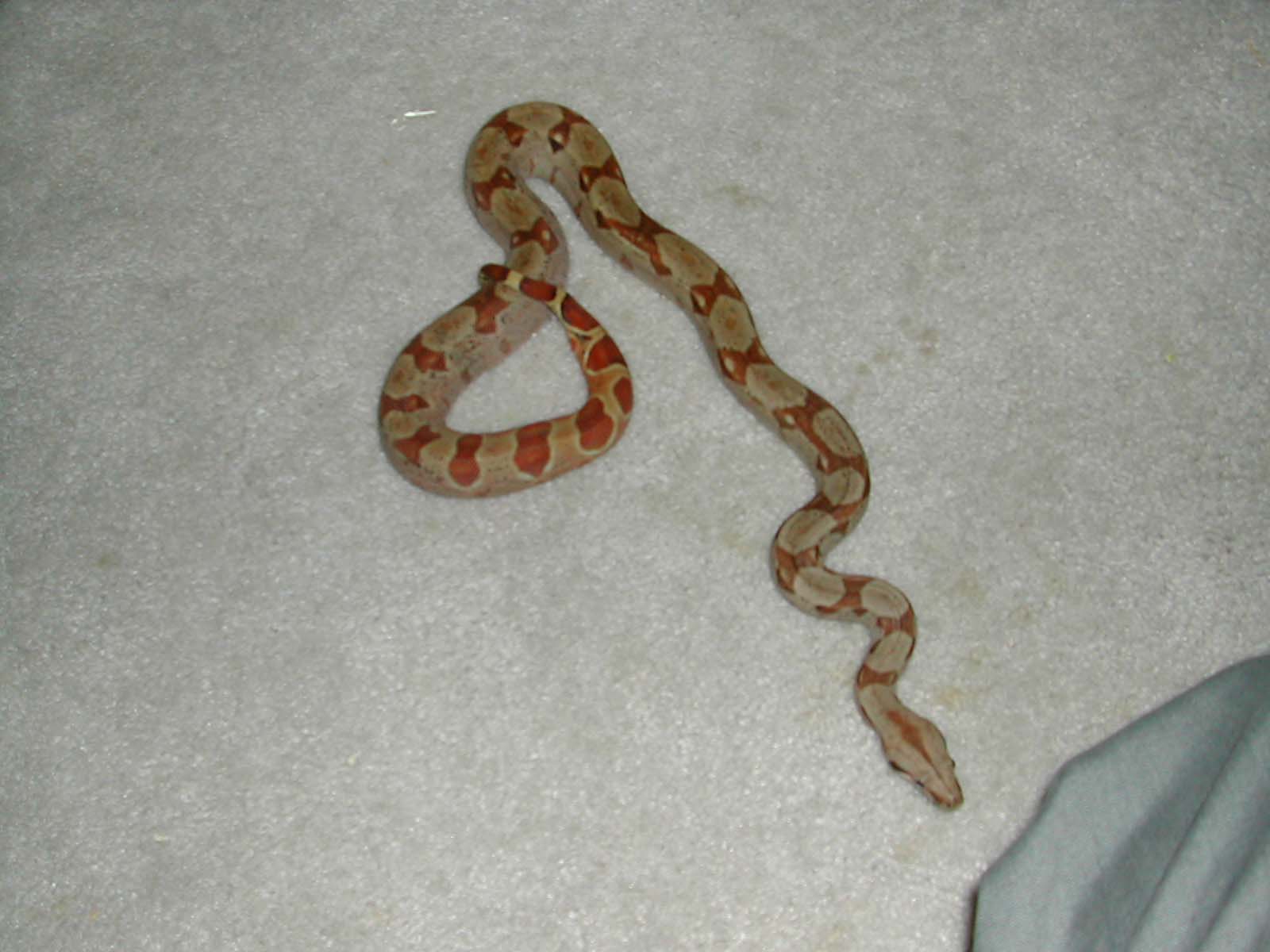 HYPO FEMALE