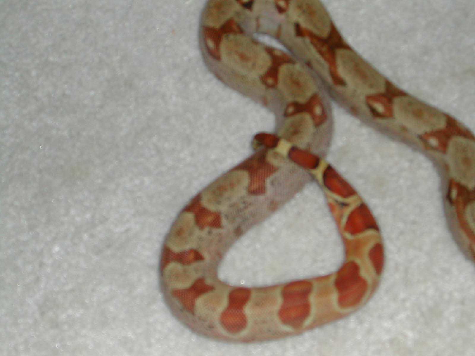 HYPOMELANISTIC