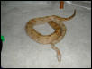 HOGG ISLAND BOA MALE
