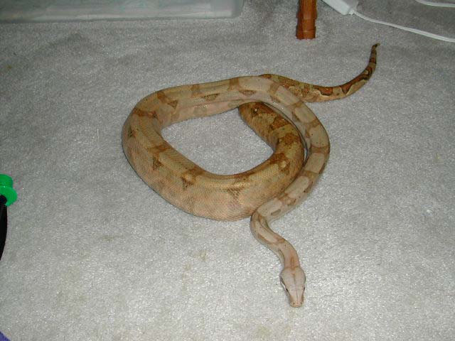 HOGG ISLAND BOA MALE