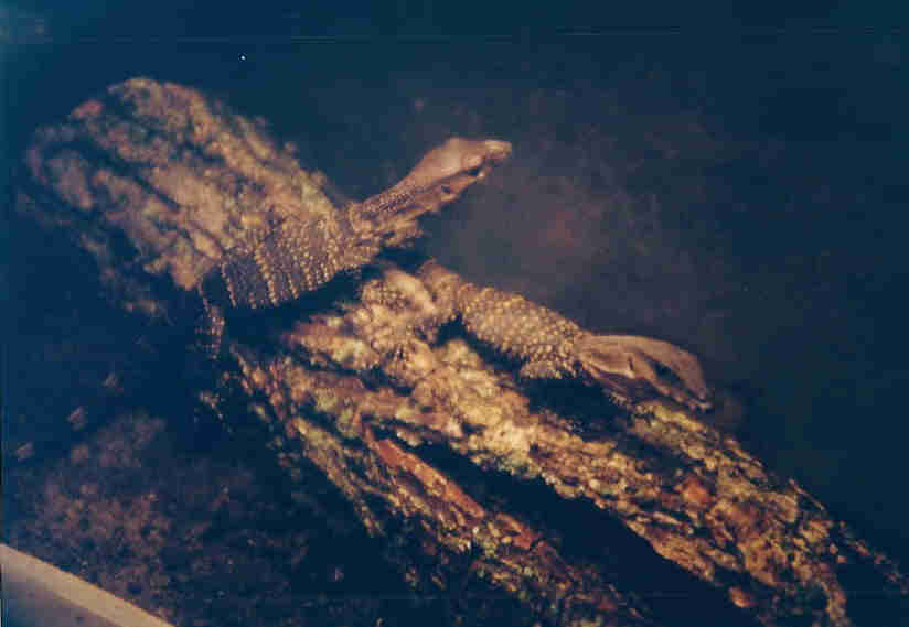 baby rudicollis