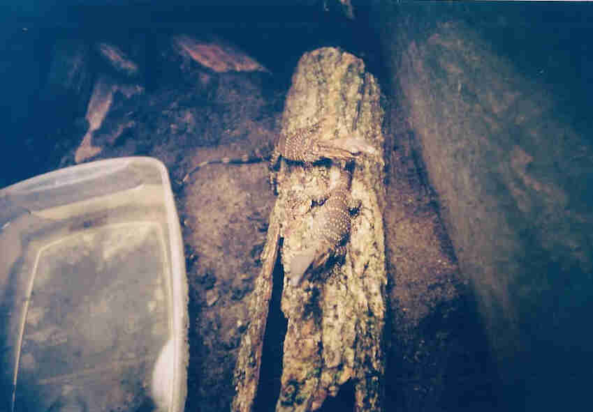 baby rudicollis2