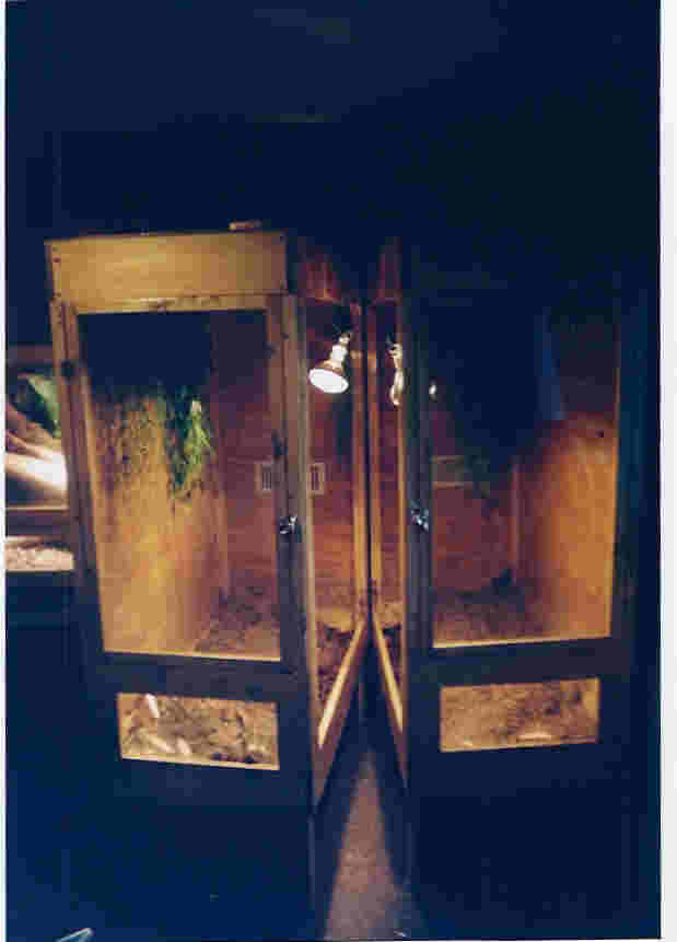 my cage concept