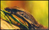 rudicollis