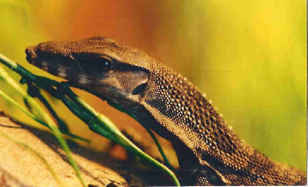 rudicollis