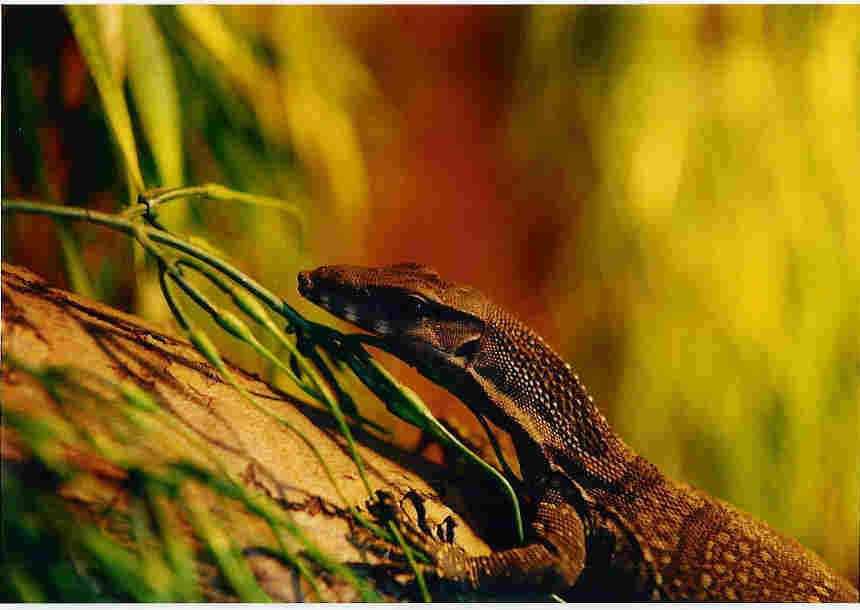 rudicollis2