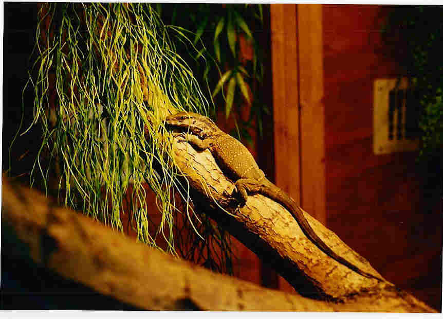 rudicollis3