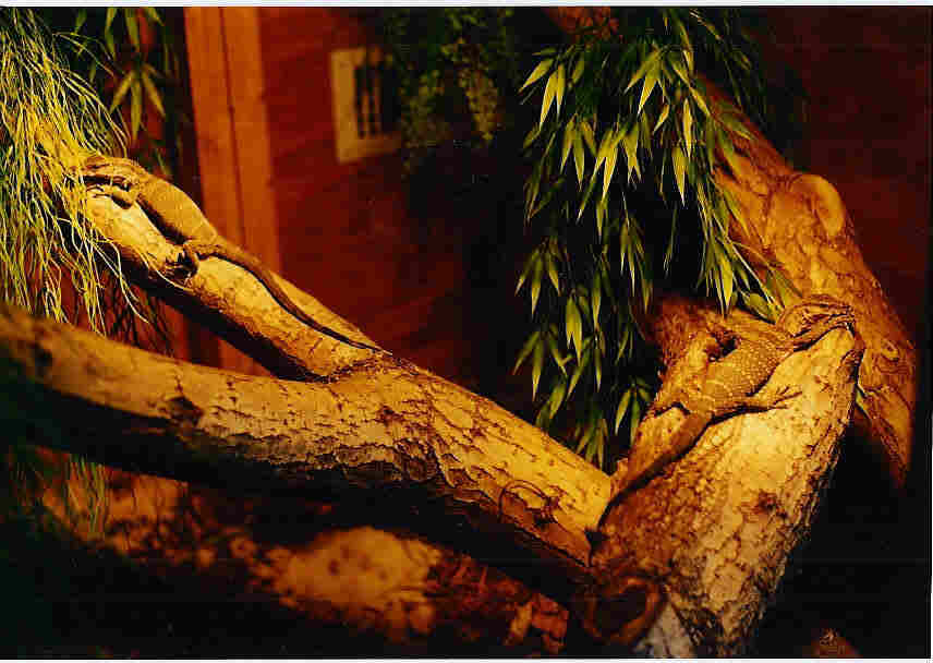 two v. rudicollis