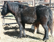 blackmare
