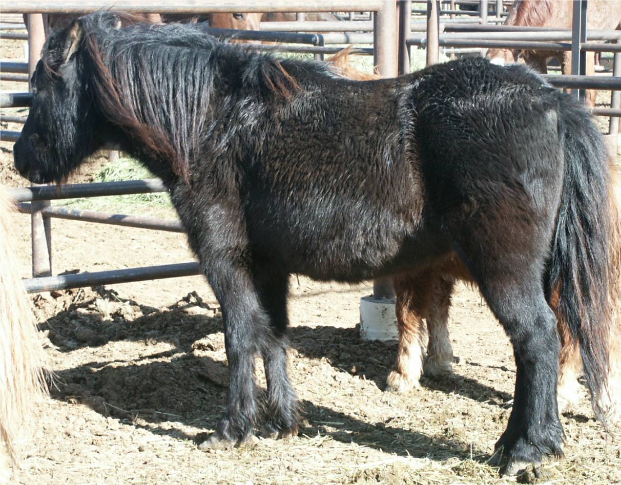blackmare