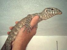 Niloticus