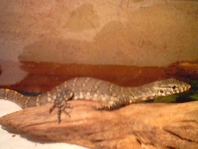nile monitor