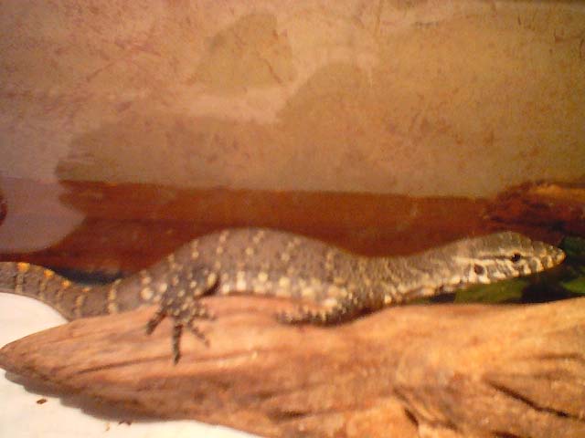nile monitor