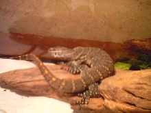 nile monitor