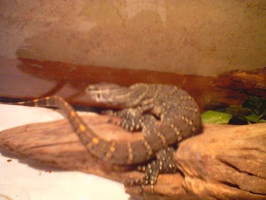 nile monitor