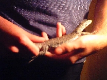 nile monitor