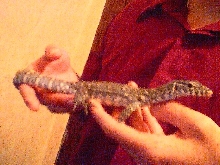 Nile monitor 2