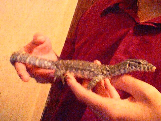 Nile monitor 2