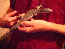 Nile Monitor 3
