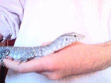 Nile monitor 1