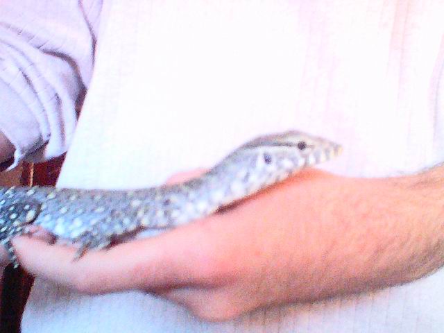 Nile monitor 1