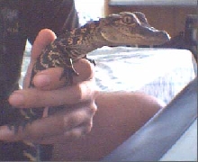 Baby gator