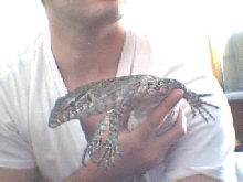 Niloticus