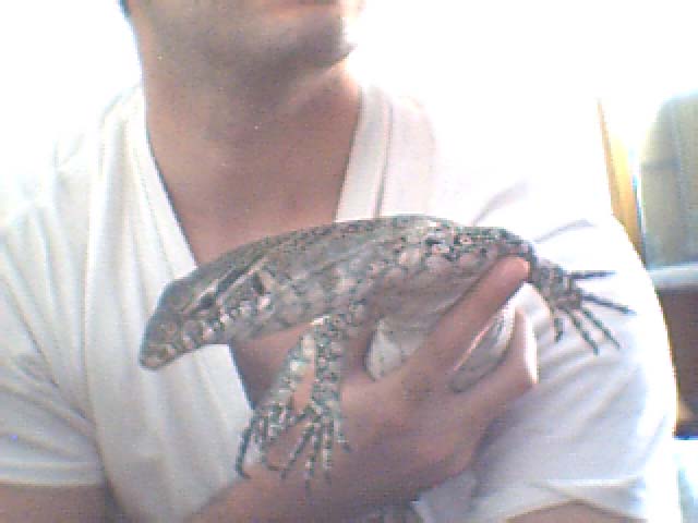 Niloticus