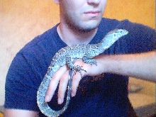 Nile monitor