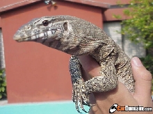 My Nile Monitor