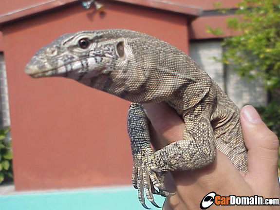 My Nile Monitor