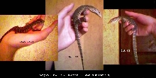 nile monitor