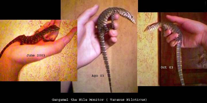 nile monitor