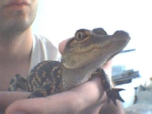 Baby Alligator