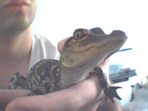 Baby Alligator