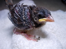 Baby English Sparrow