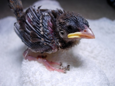 Baby English Sparrow