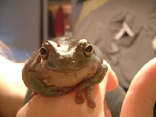 Chabo Smiling