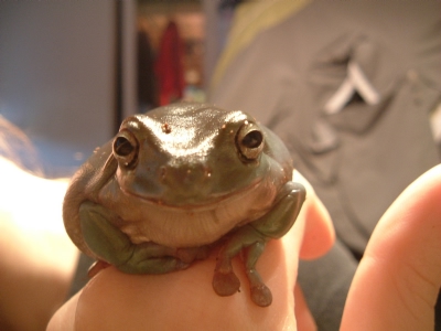 Chabo Smiling